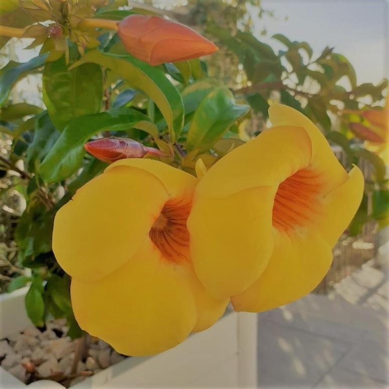 Villa Infinity ∞ 圣泰雷萨迪里瓦 外观 照片